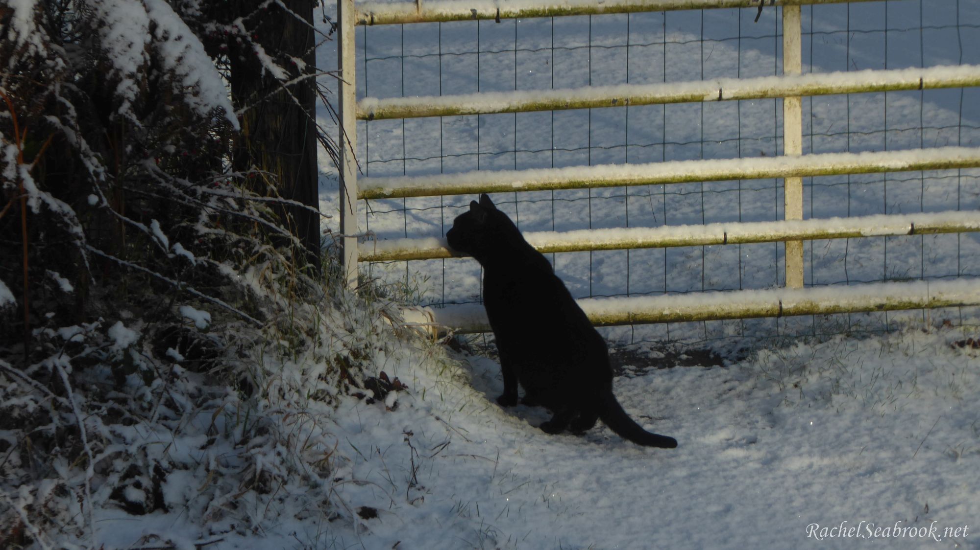 black cat in snow